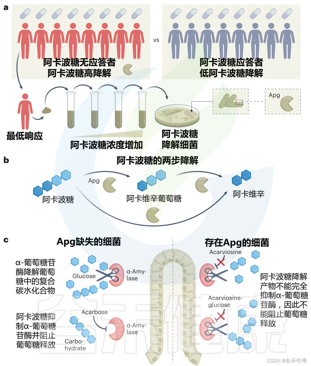 肠道细菌阻碍阿卡波糖的降血糖作用