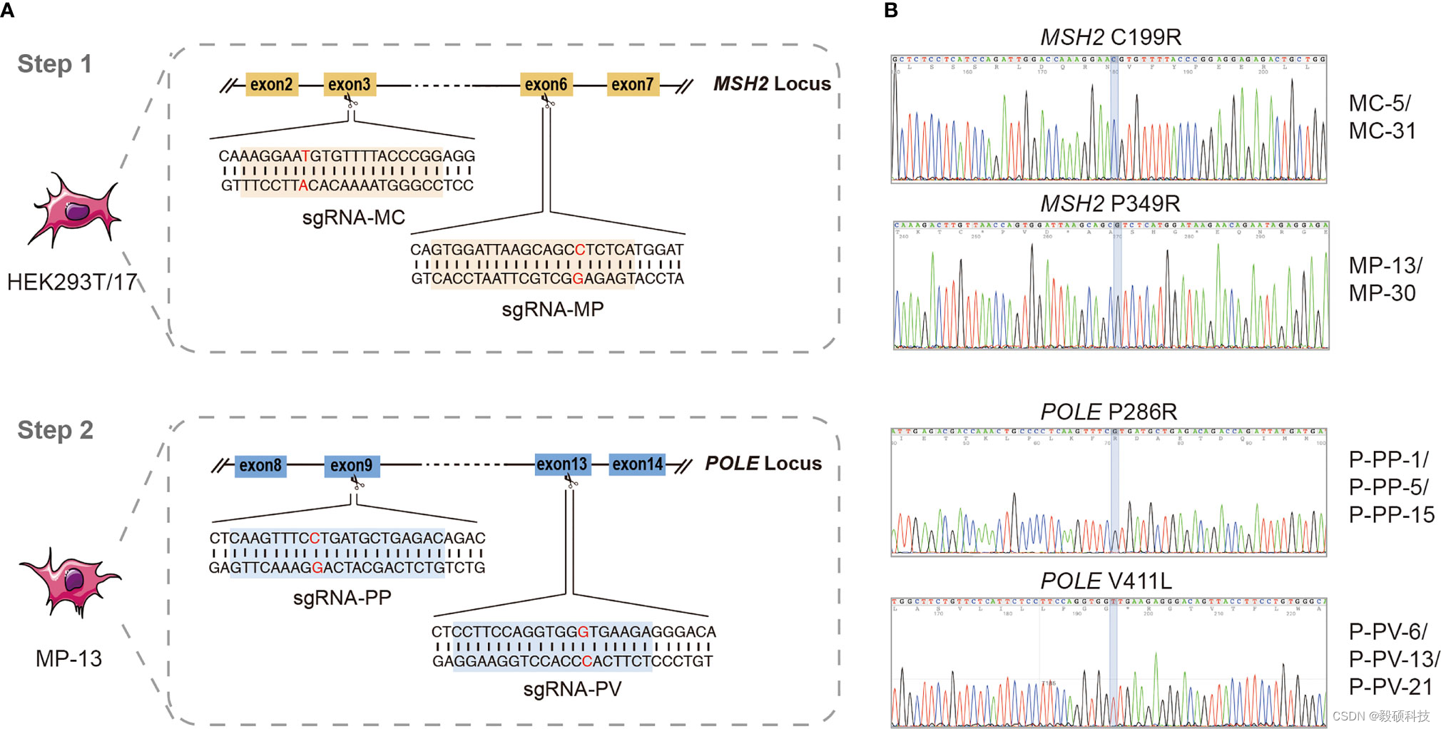 图2 CRISPR/Cas9系统生成与MSH2和POLAR变体共存的新细胞系