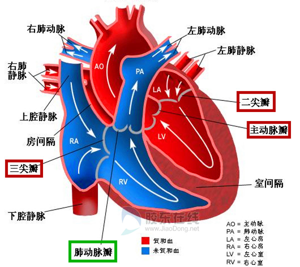 心脏外观各结构名称图片