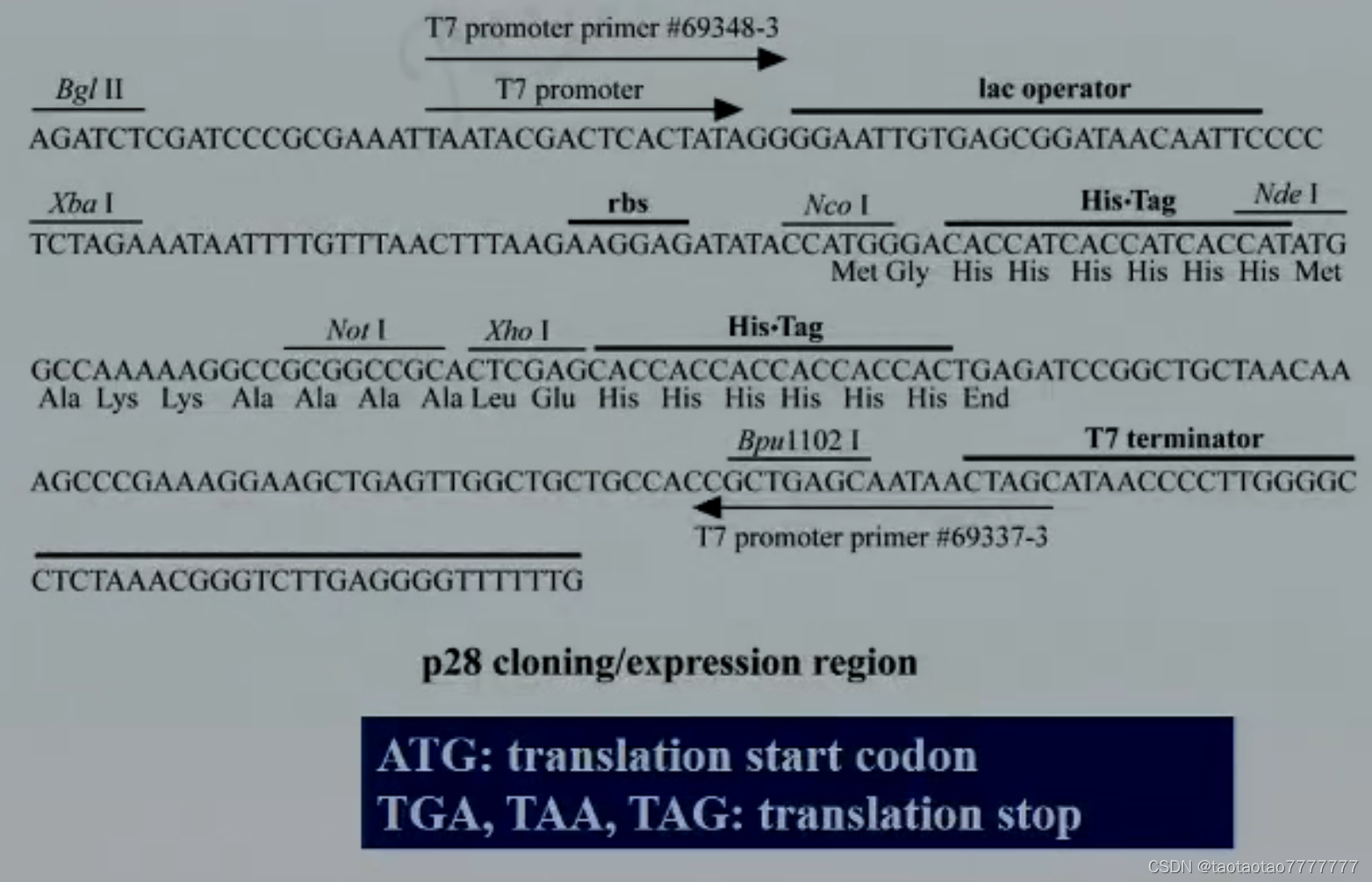9 讲 重组 dna 克隆技术_infusion连接是黏性末端吗_taotaotao7777777