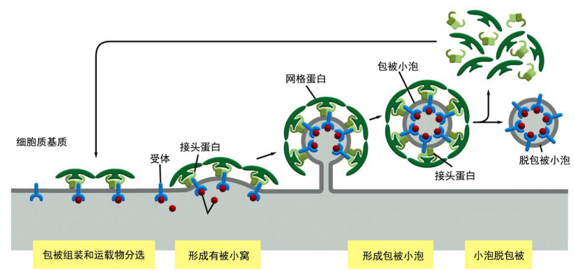 细胞生物学-6-蛋白质分选与膜泡运输