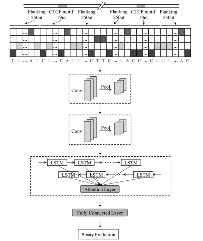 论文解读：《Deep Learning of Sequence Patterns for CCCTC-BindingFactor ...