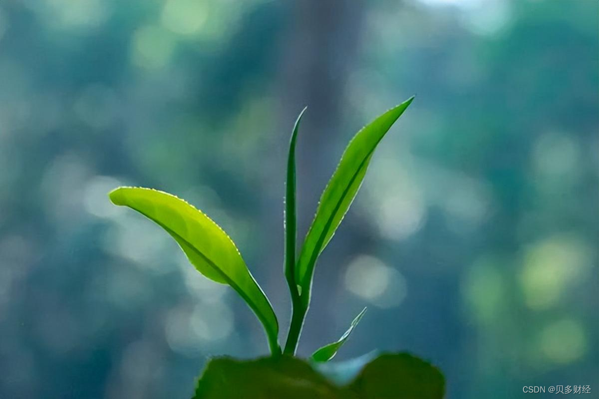 澜沧古茶在港交所上市申请失效：收入不及八马茶业，股东提前套现