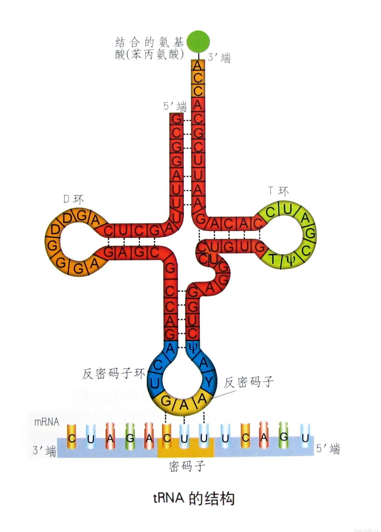 trna的一级结构就是核苷酸的排列顺序,通过折叠形成二级结构,三叶草状