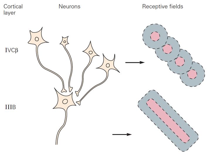 【学习笔记】Visual Cortex of Human‘s Brain_complex cell感受野-CSDN博客