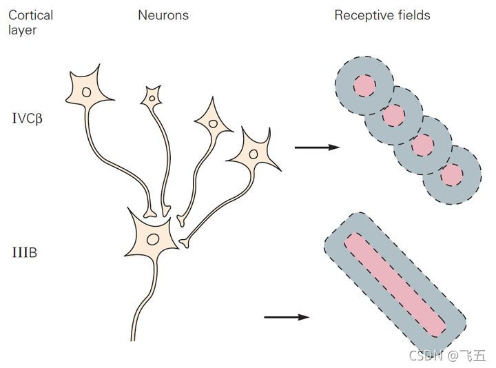 【学习笔记】Visual Cortex of Human‘s Brain_complex cell感受野-CSDN博客