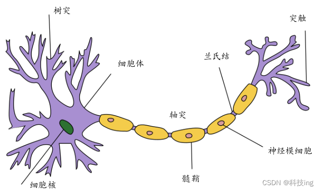 典型生物神经元结构