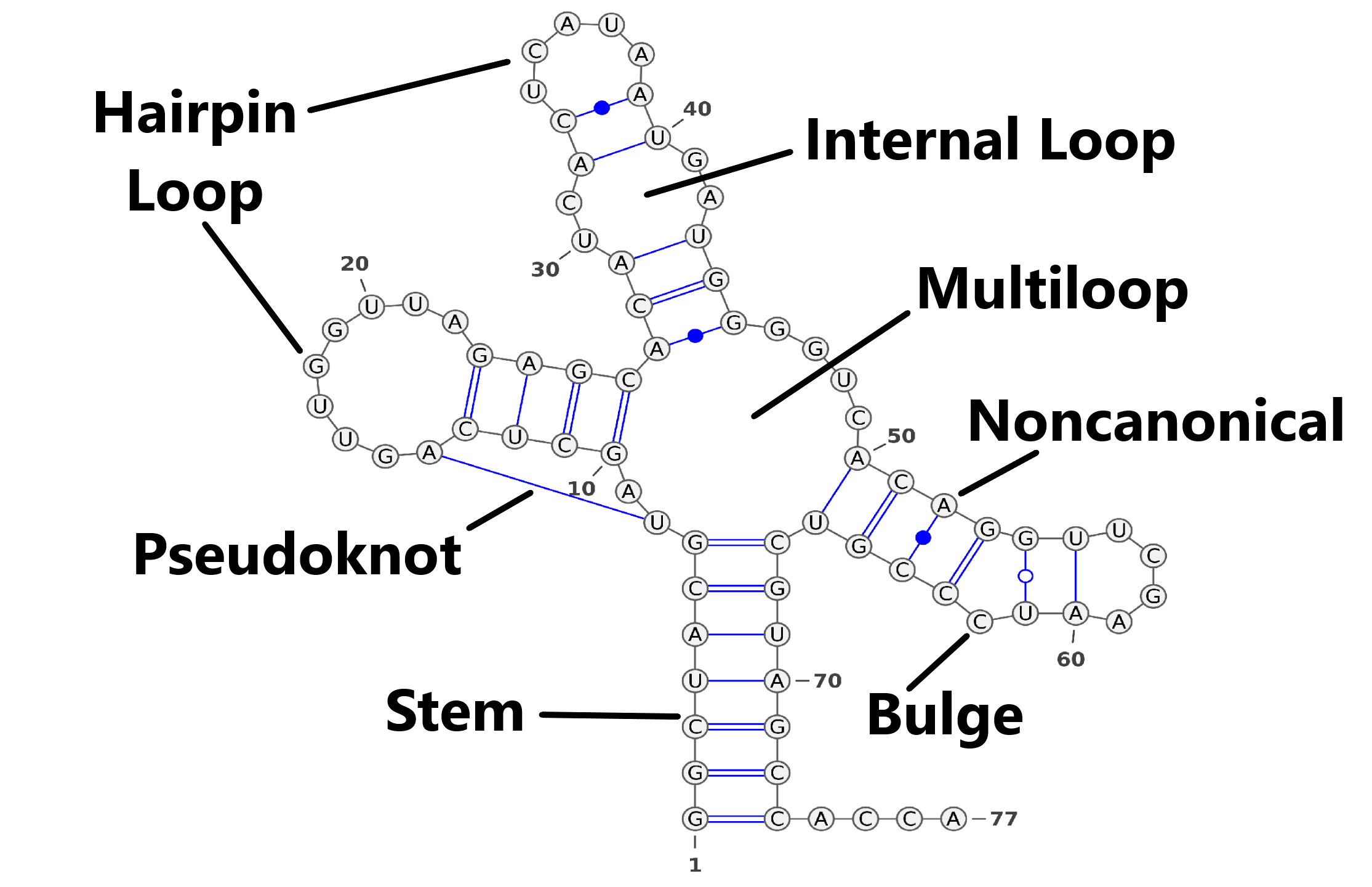 RNA分子构成图图片