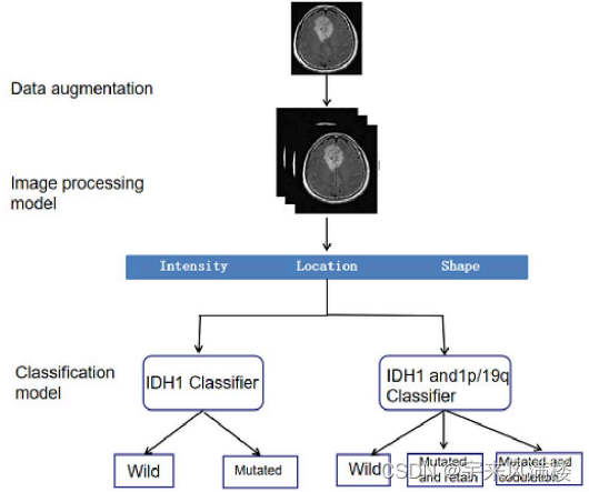 Multi-task Classification Model Based On Multi-modal Glioma Data