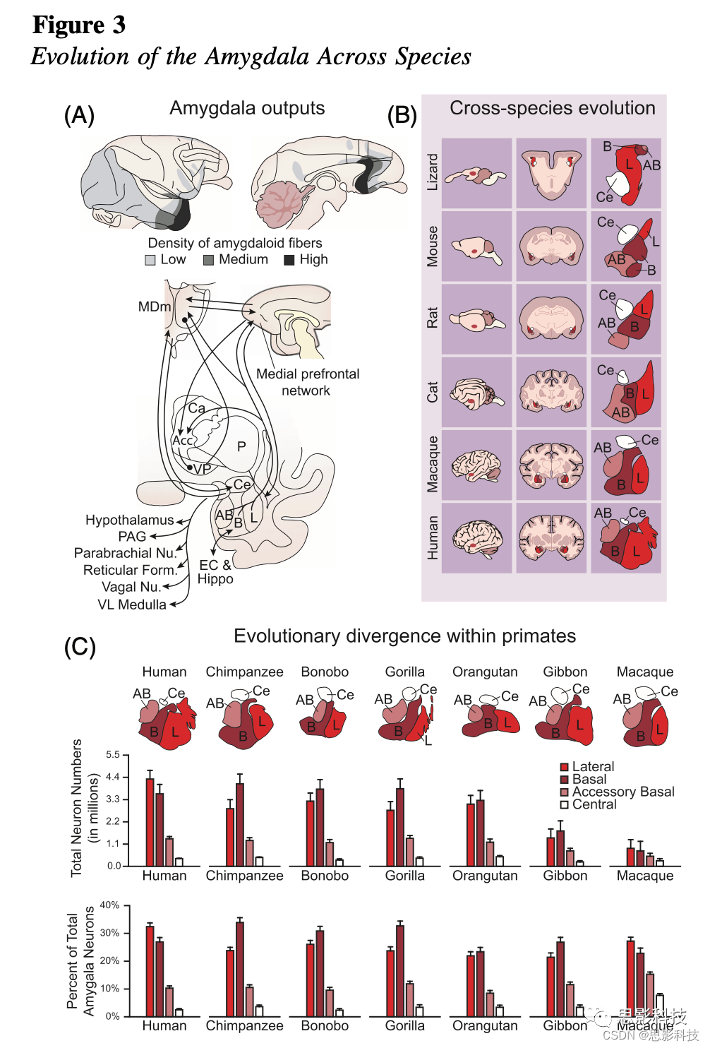 皮层之外（从进化的角度看皮层下脑组织：杏仁核，丘脑，纹状体，小脑）_皮层下区域-CSDN博客