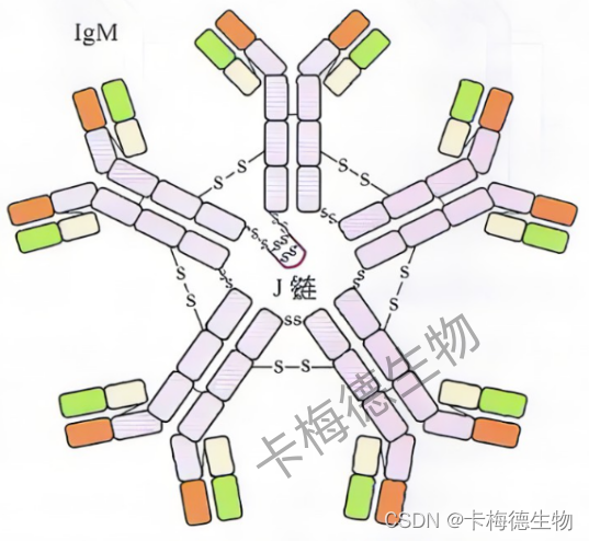 免疫球蛋白介绍