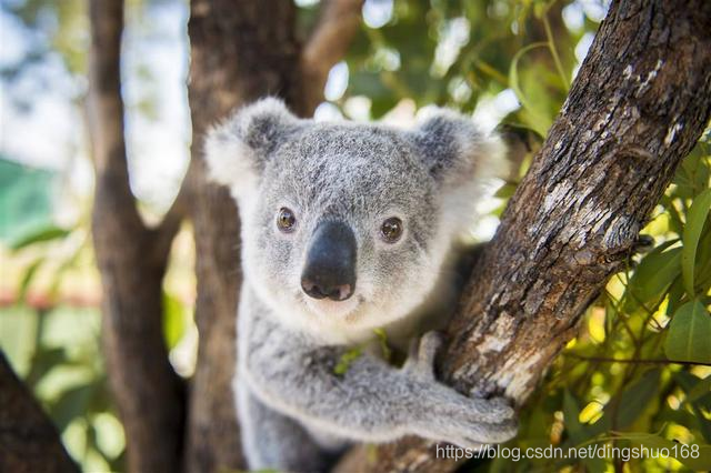 世界上速度最慢的10种动物,做什么都慢半拍
