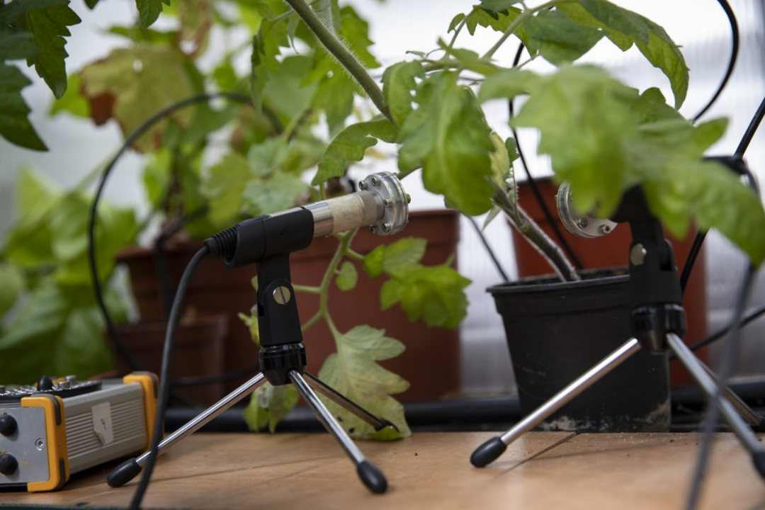 压力之下番茄也会「惊声尖叫」，特拉维夫大学发现植物王国不沉默