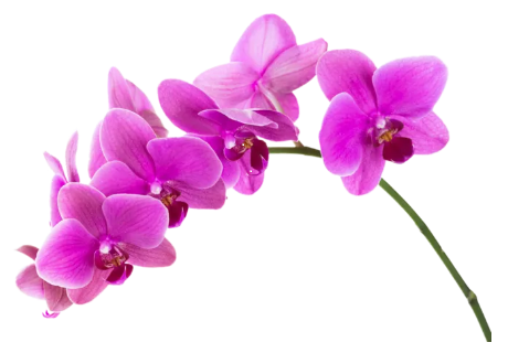 Python 的Tkinter包系列之三:Canvas(画布)_python canvas-CSDN博客