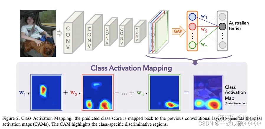  GAP就是把特征图转换成特征向量，每一层特征图用一个值表示，所以如果这个特征图的深度是512，那么这个特征向量的长度就是512                                                                     Australian terrier这个类对应的权重乘上特征图对应的层，用热力图归一化，即下面一排热力图：W1*蓝色层+W2*红色层+…+Wn*绿色层=类激活映射（CAM），所以说CAM是一个加权线性和                                                                                                                                                                    