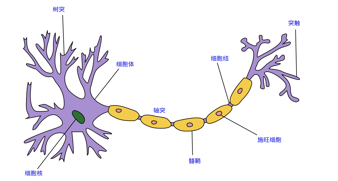 生物神经元结构