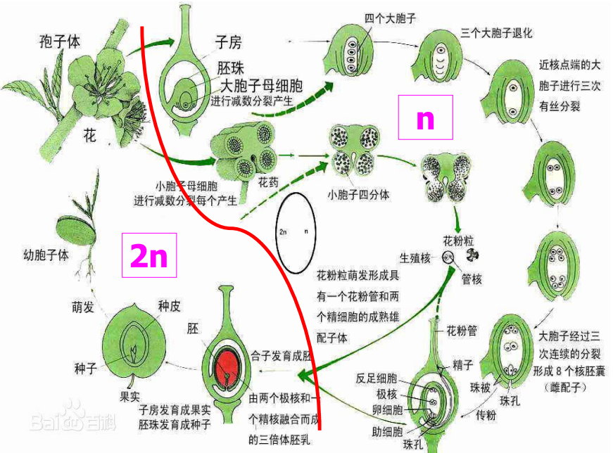 植物单倍体育种图片