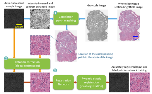 【论文笔记】《Virtual Histological Staining Of Unlabelled ...