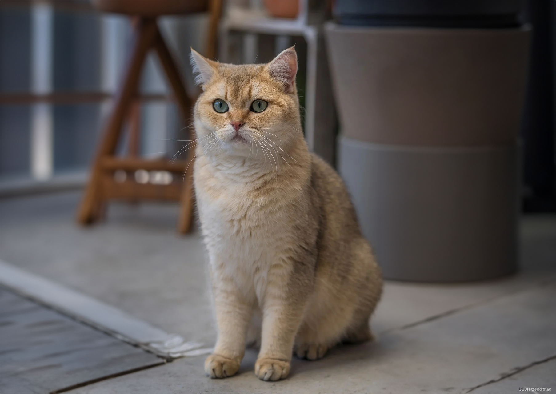 好看的猫咪