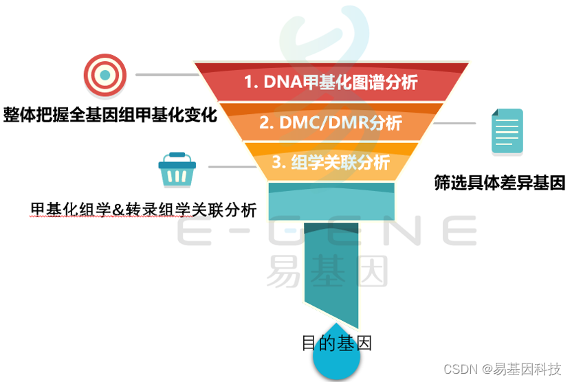 易基因｜3文一览：DNA甲基化及组学测序在斑马鱼中的科学研究成果