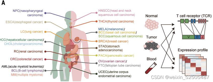 Schematics of pan-cancer single-cell transcriptome and TCR profiling of T cells