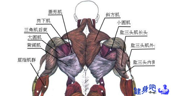 前束肌肉图片