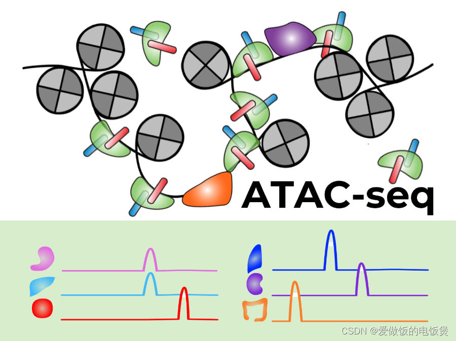 【生物信息学】ATAC-seq流程及代码分析、复现文章_atac-seq的用途-CSDN博客