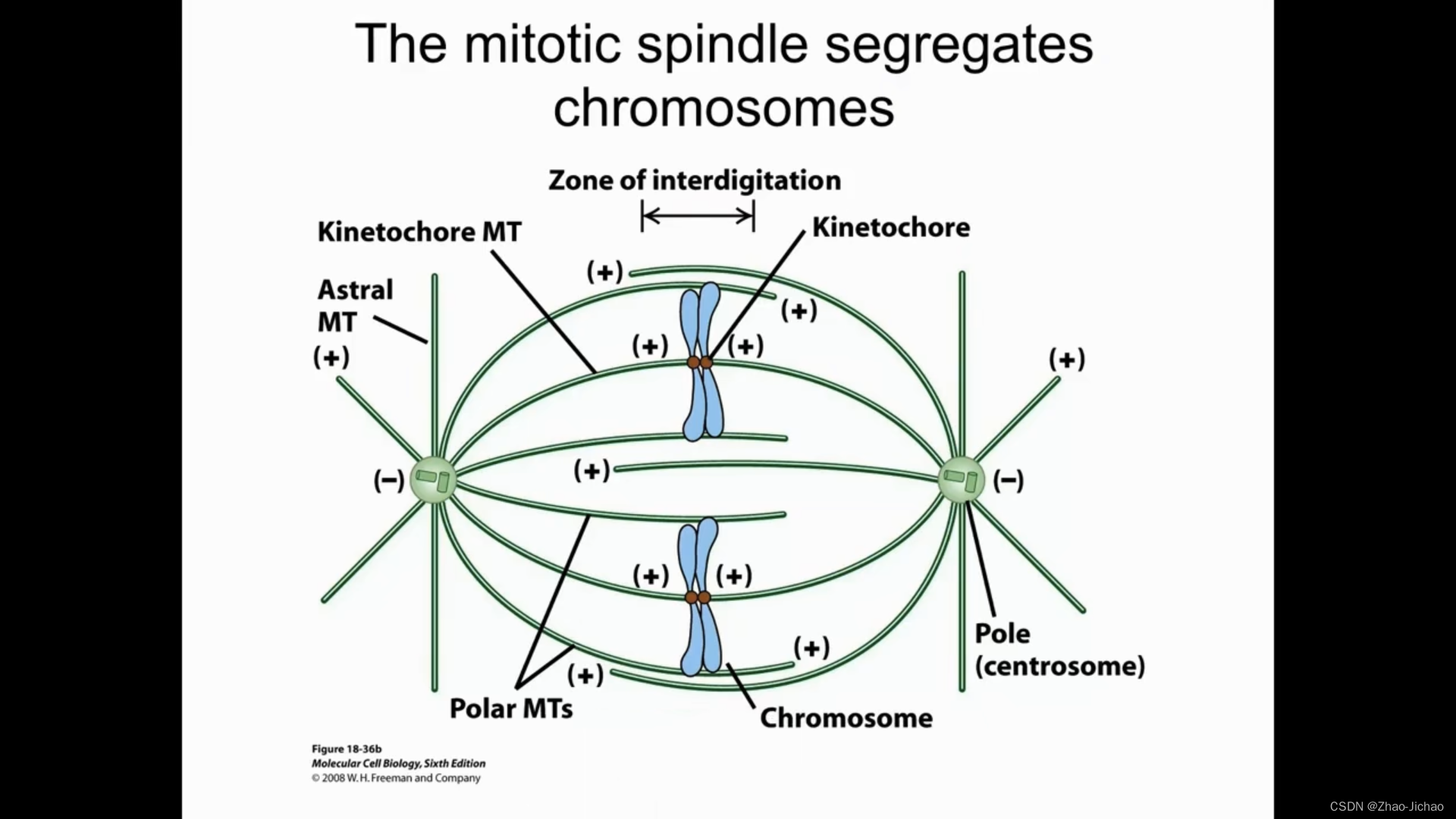 【Introductory Biology】Lecture 11 - Cells, the Simplest Functional Units 细胞，最简单的功能单元