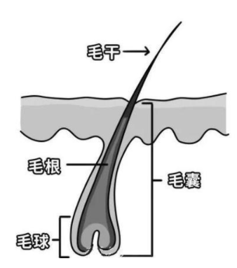 《程序员脱发自救指南》笔记--头发基础知识