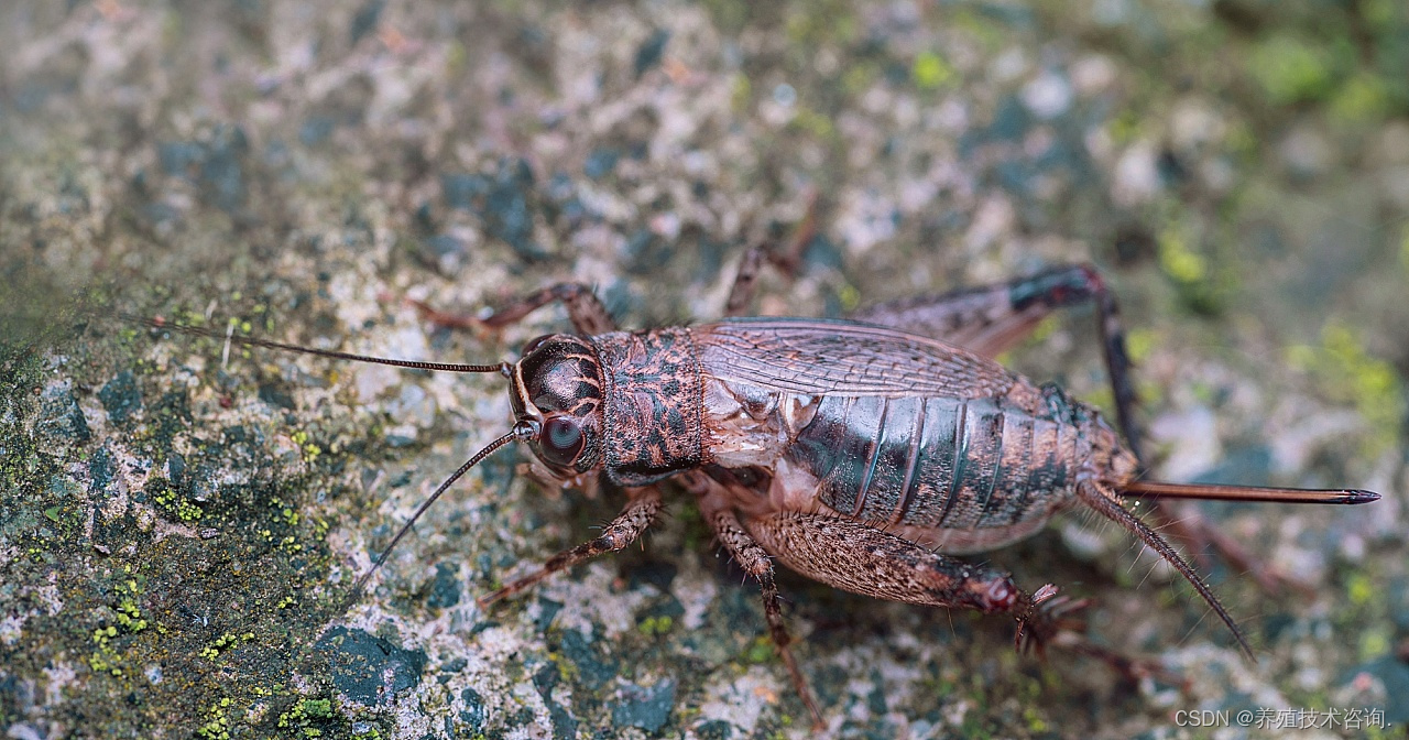 探究蟋蟀养殖秘籍打造成功的养殖项目