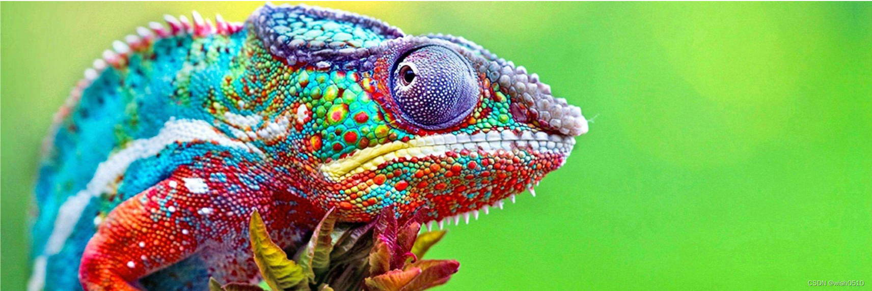 变色龙的颜色会因为背景和温度来变化,有些变色龙还会将平静的绿色