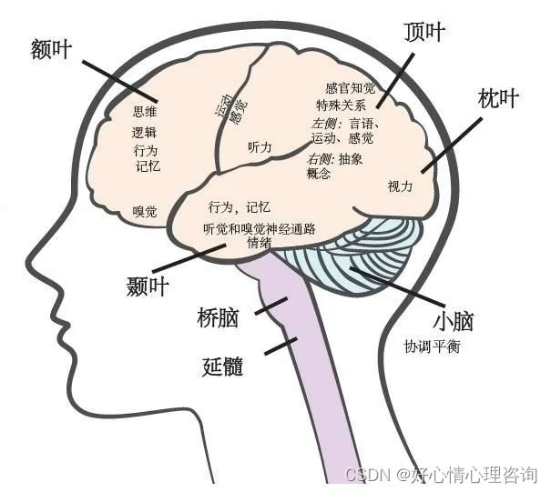 颞叶部位图片