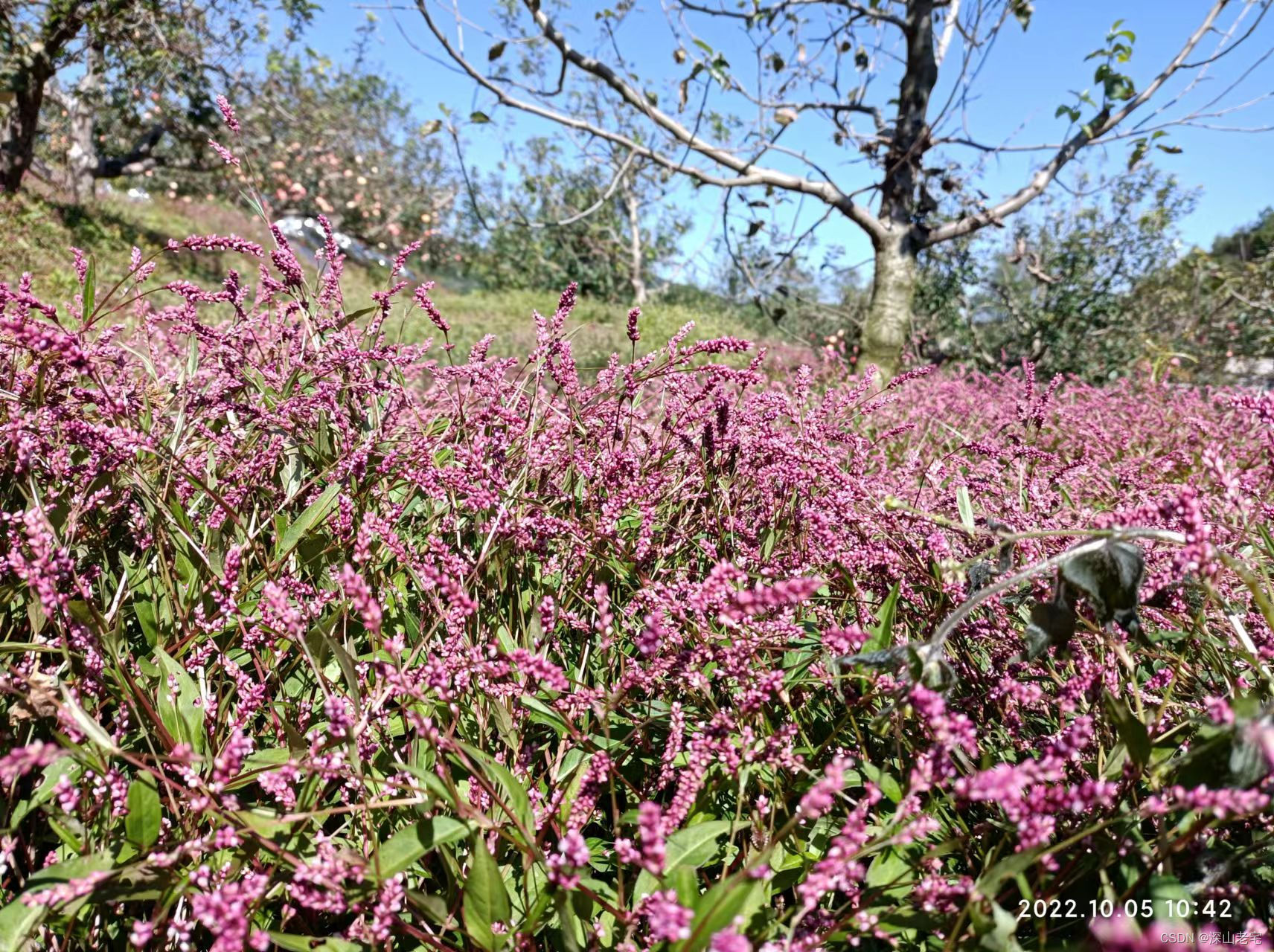 苹果树下的花海