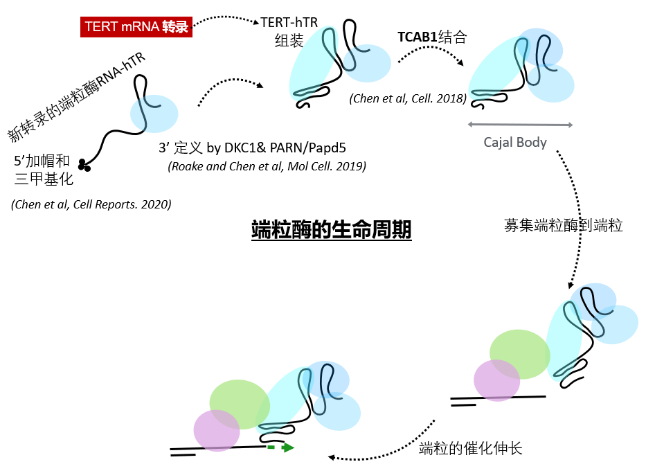 【non-coding RNA】 非编码RNA有哪些？-CSDN博客