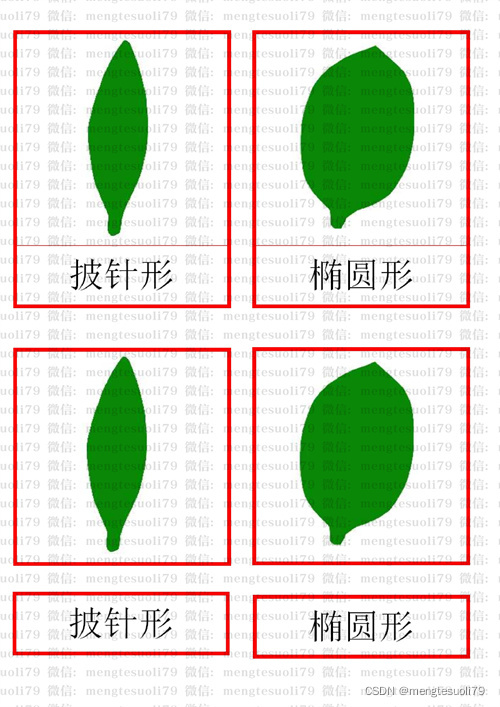蒙氏素材--叶形图橱 蒙特梭利教具_叶形橱叶子名称-CSDN博客