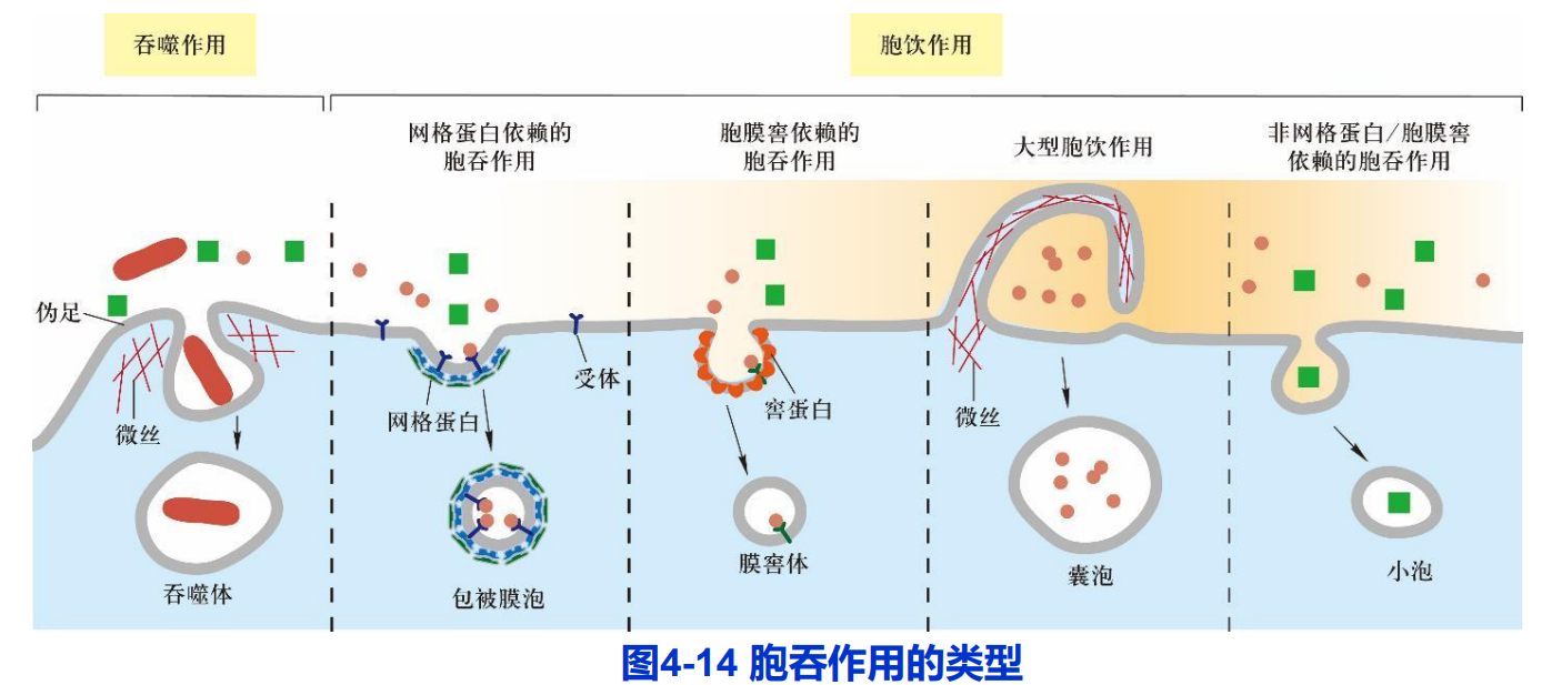 跨膜运输图解图片