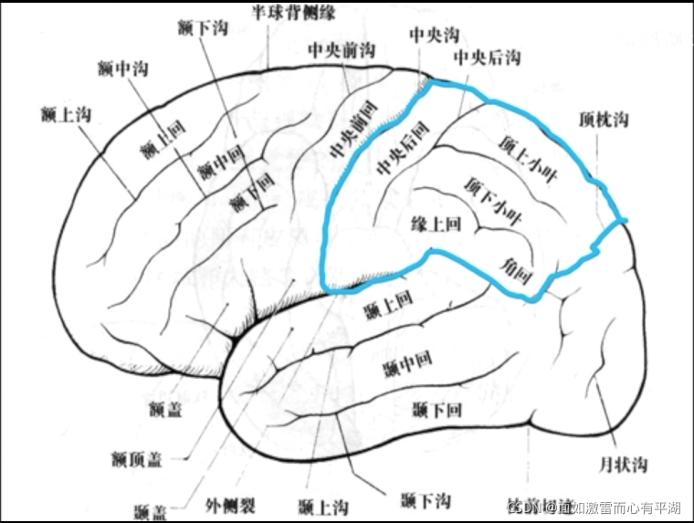 颞顶叶,左侧_大山谷图库