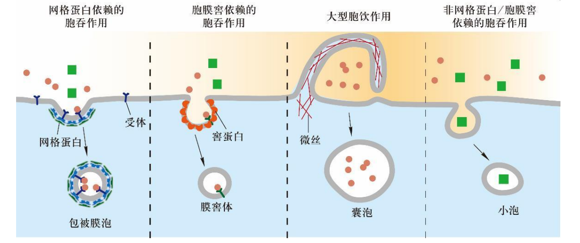 跨膜运输图解图片