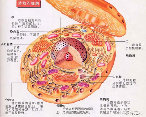 cell