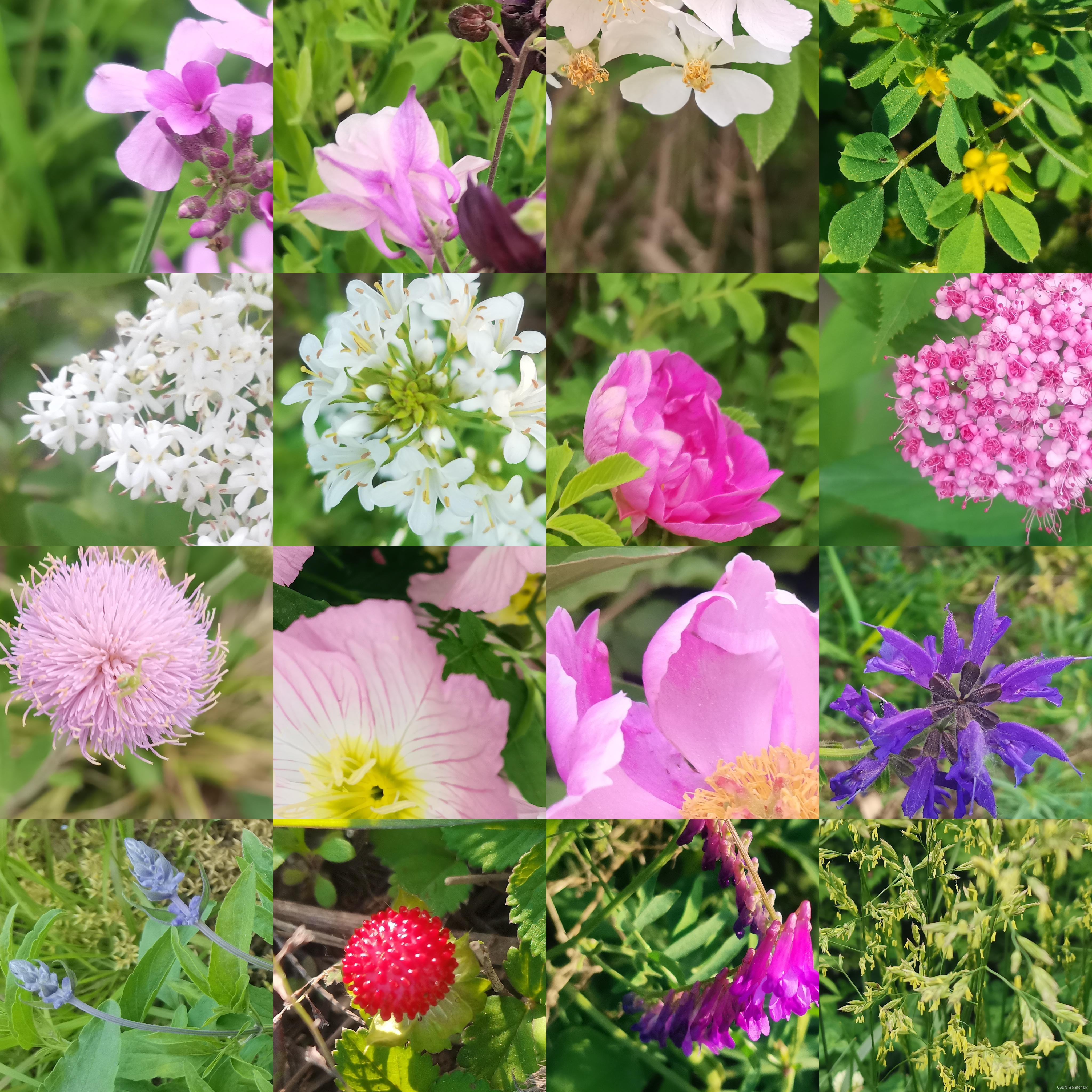 基于深度学习的花卉识别