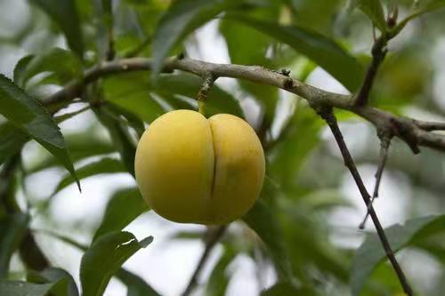 影响蜂糖李苗花芽分化的因素 礼誉生态农业的博客 Csdn博客