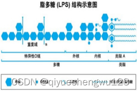 鸡卵白蛋白偶联脂多糖(OVA-LPS)，麻黄多糖修饰卵白蛋白(PB-OVA)