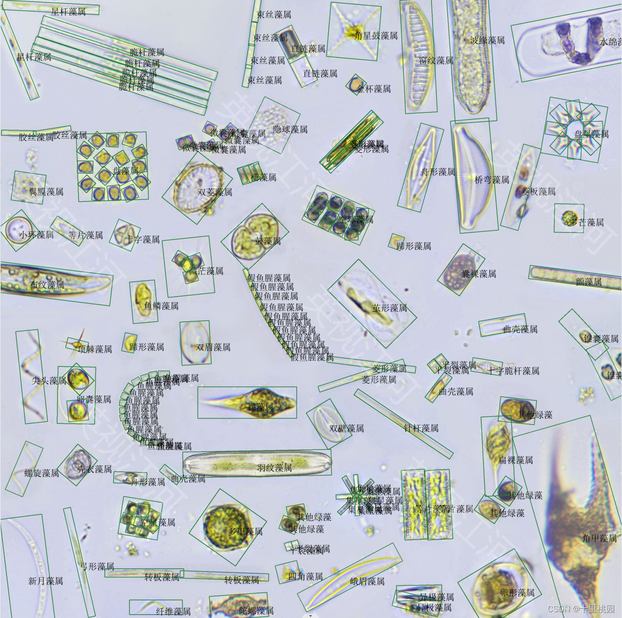 细胞级浮游藻类智能检测系统