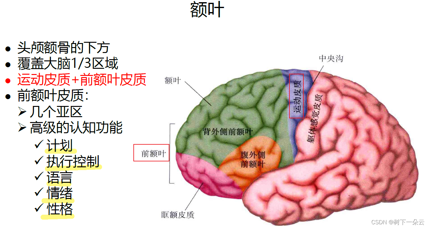 大脑的组成解剖图图片