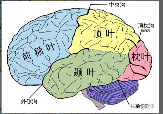 体感知觉,视觉和体空间信息的整合;颞叶主要负责语言功能和听觉感知