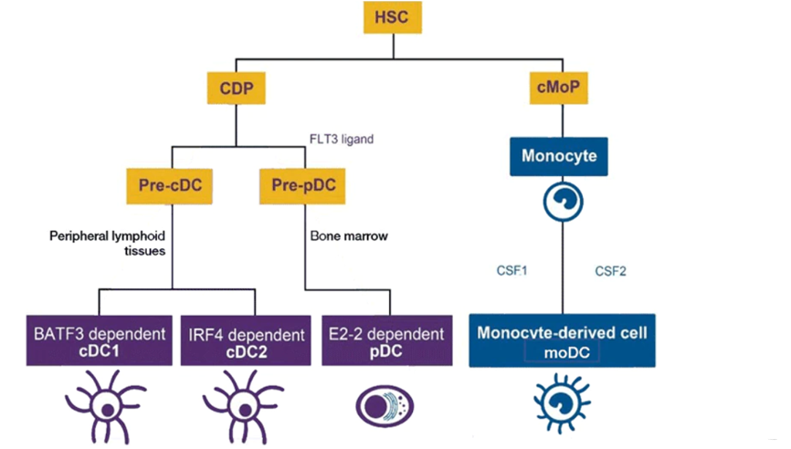 医学基础-免疫丨三种专职性APC的功能特点_一个apc可以呈递出一种还是多种抗原决定簇-CSDN博客