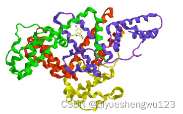 半乳糖-人血清白蛋白 Gal-HSA，Gal-PEG-HSA 半乳糖修饰人血清白蛋白