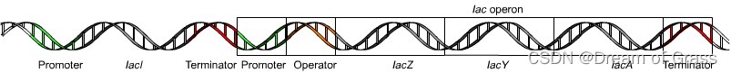 [外链图片转存失败,源站可能有防盗链机制,建议将图片保存下来直接上传(img-WvA8UVow-1676291924001)(D:/typora%E5%9B%BE%E7%89%87/Lac_operon1.png)]