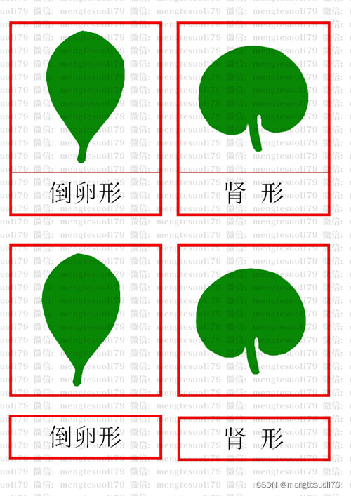 蒙氏素材--叶形图橱 蒙特梭利教具_叶形橱叶子名称-CSDN博客