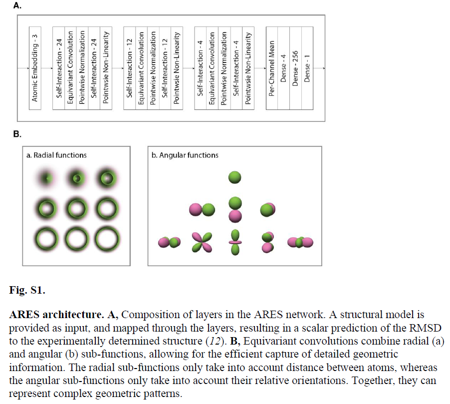 ARES( Atomic Rotationally Equivariant Scorer )